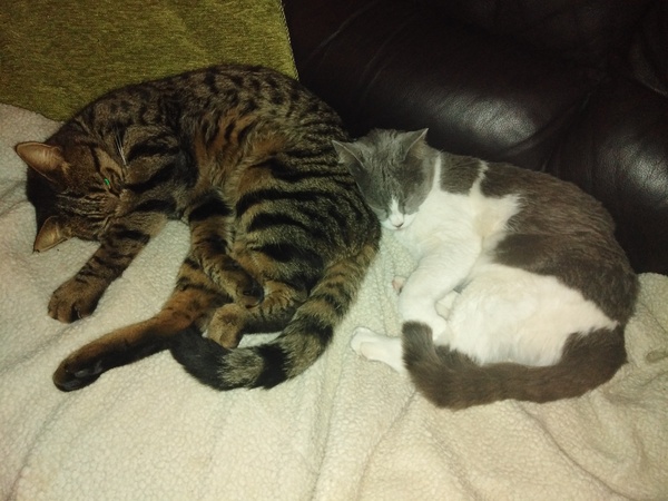 How to create a lap cat