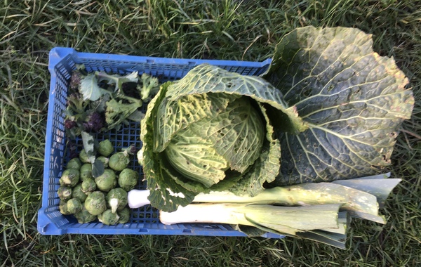 Allotment/Veg Patch Thread 14 ! growing into summer