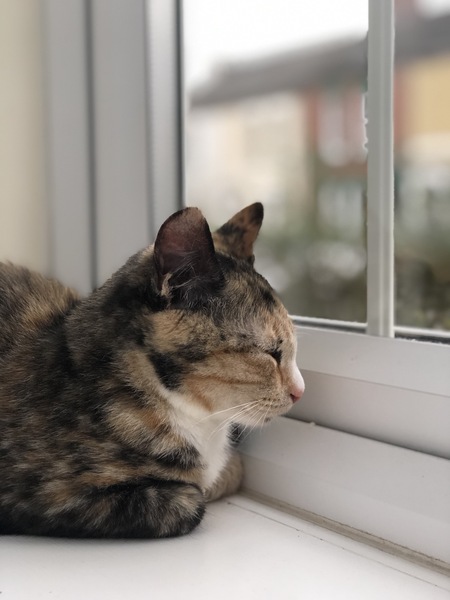 How and when do you let kitten outside?