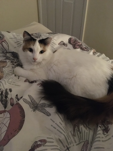 What breed could my cat be?