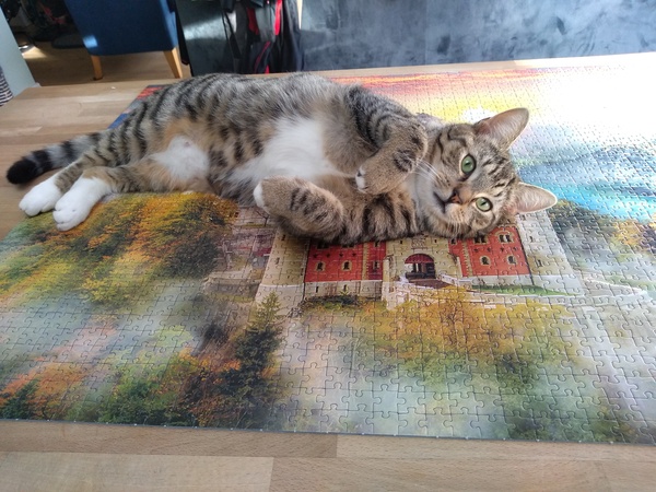 Cat chat - The Ollie and Paws show, with extra Little K drama