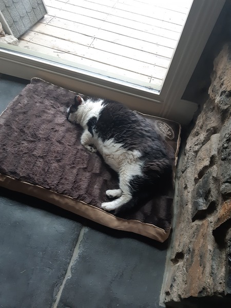 What's your DCat up to today? (Thread 7!)