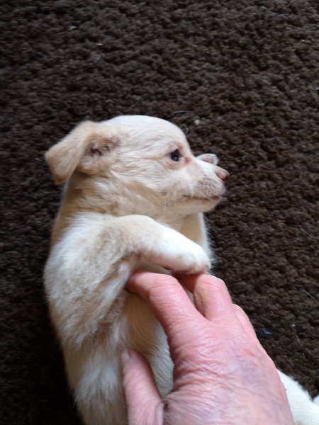 To ask the grossest thing your pet has done?