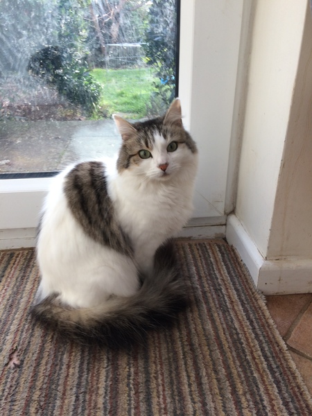 What breed could my cat be?