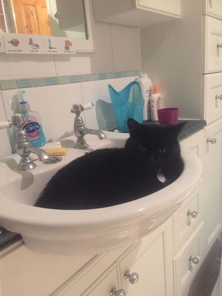 Posting for traffic - cat issue
