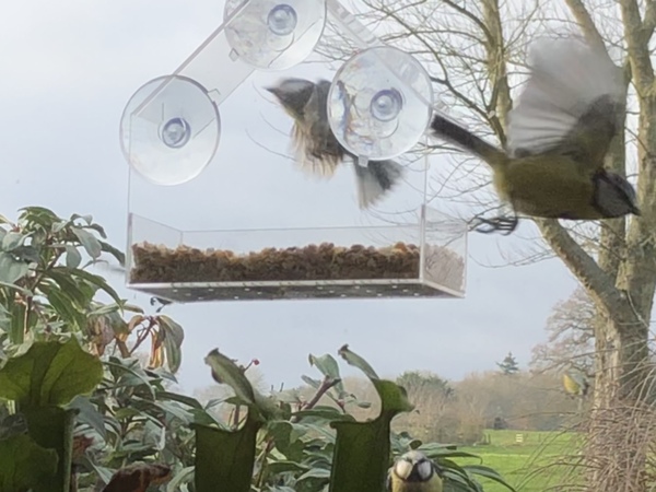 Are these birds taking the piss?