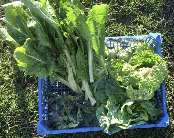 Allotment/Veg Patch Thread 14 ! growing into summer