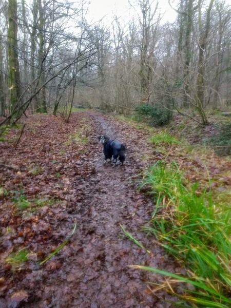 Muddy dog + white walls