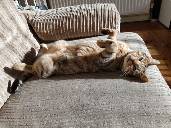 What is your favourite colour of cat ?