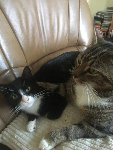 Cat chat - The Ollie and Paws show, with extra Little K drama