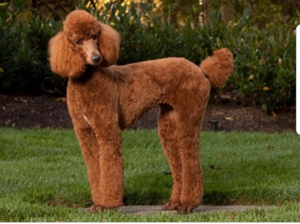 Going to look at a cockerpoo puppy this morning