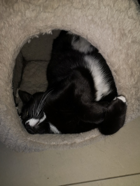 Cat chat - The Ollie and Paws show, with extra Little K drama