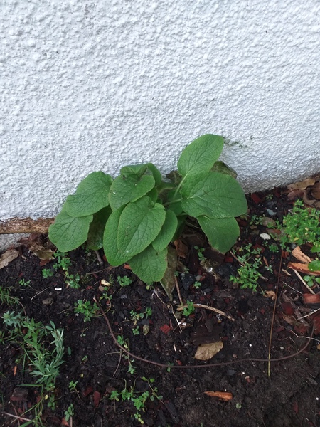 Plant ID please