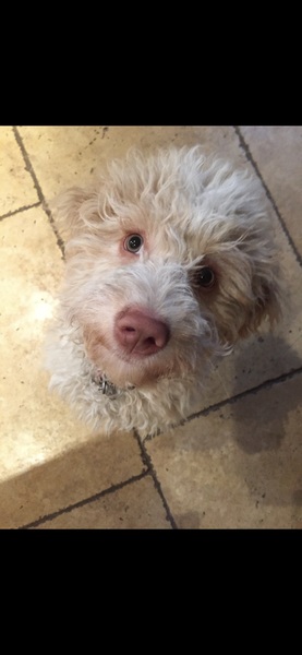 Whose dog is the cutest?