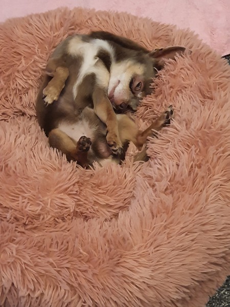 Chihuahua- good pet for 9 year old?