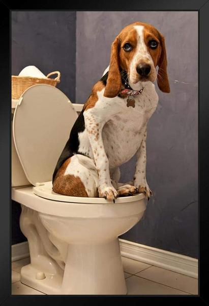 Neighbours complaining about my dog peeing in MY garden