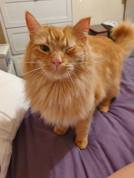 Any ideas on what he's done to his eye?