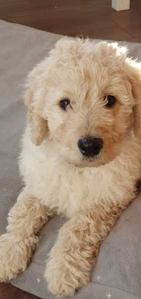 Save me from The name Alfie and Archie please