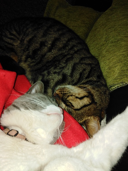 Is it completely crazy to buy DCat her own cashmere blanket?