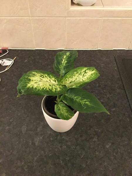 Please can somebody identify this houseplant plant?