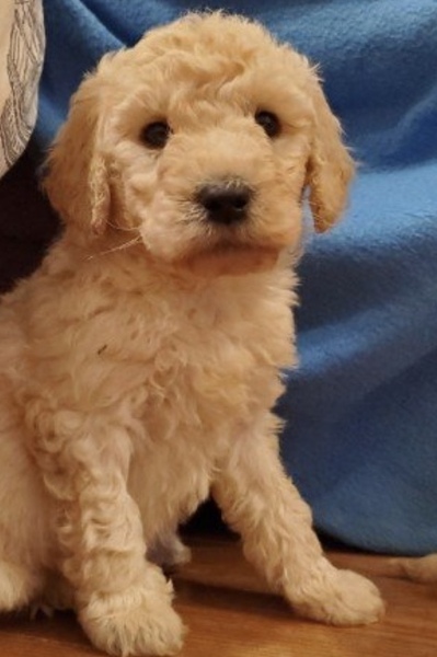 Save me from The name Alfie and Archie please