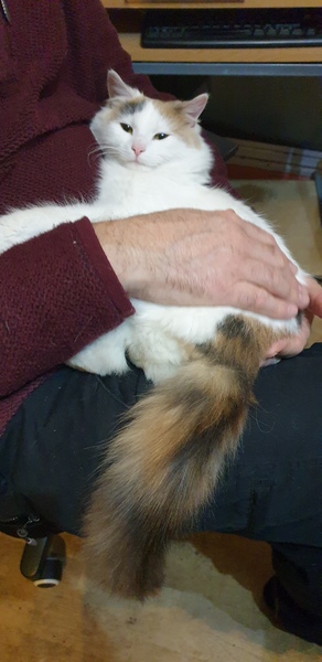 A cat has been on doorstep for over 3 hours crying.