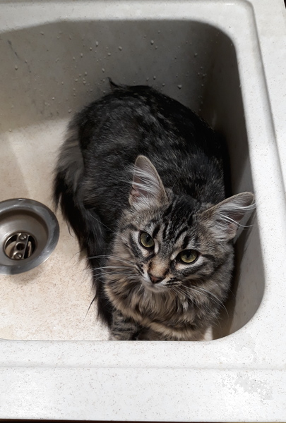 Westministenders: Canada Plus and the Transition Phase