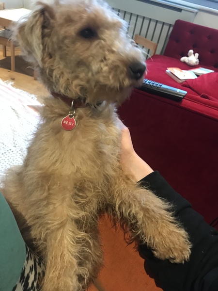 Whose dog is the cutest?