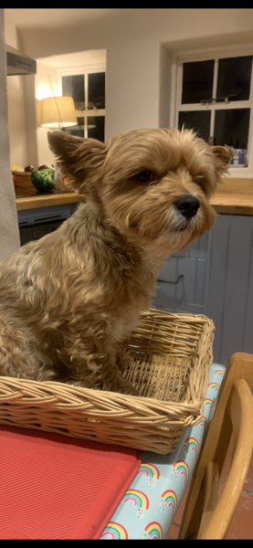 Whose dog is the cutest?