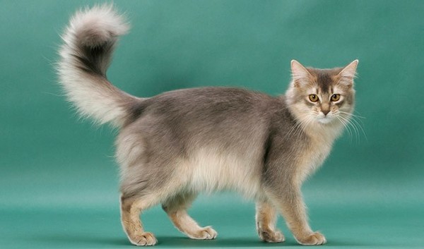 What is your favourite colour of cat ?