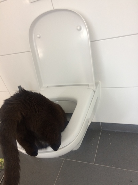 To pander to my cat's dirty needs