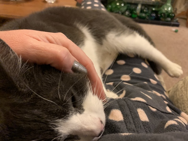 How to create a lap cat
