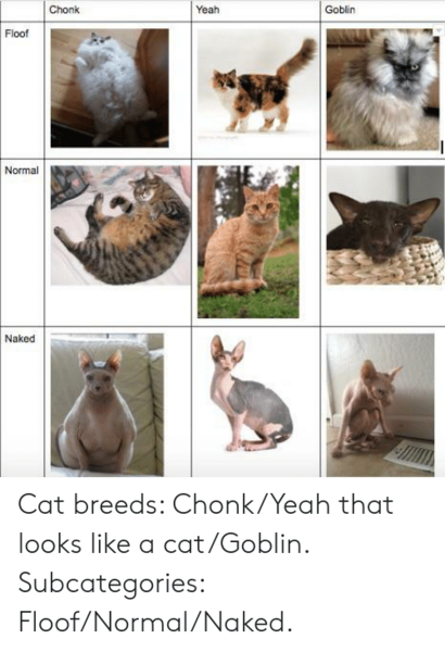 What is your favourite colour of cat ?