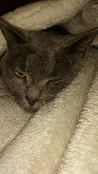 What is your favourite colour of cat ?
