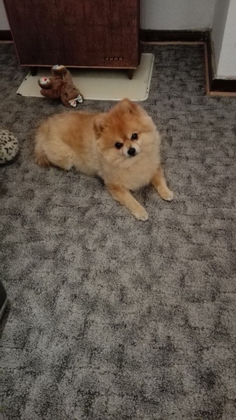Whose dog is the cutest?
