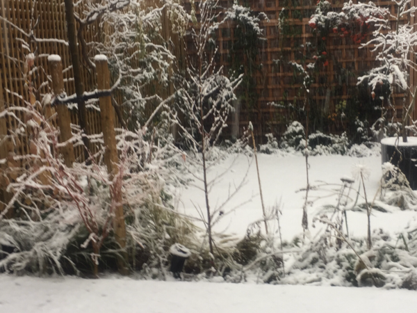 Can you recommend a fast-growing evergreen tree?