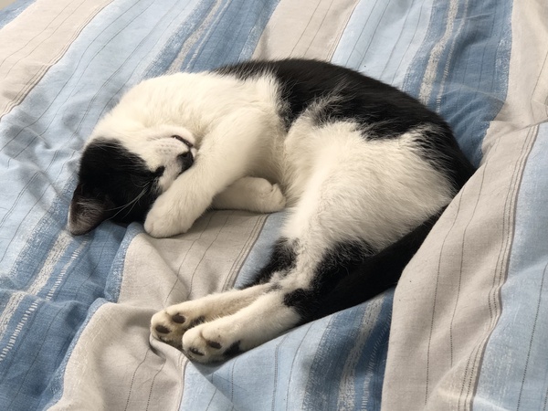 What is your favourite colour of cat ?