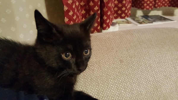 Thug Cat part 2. What, has this thing appeared again tonight?