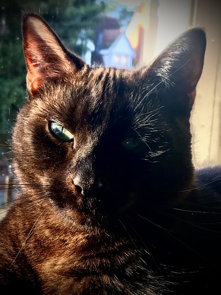 Really worried about my balding cat