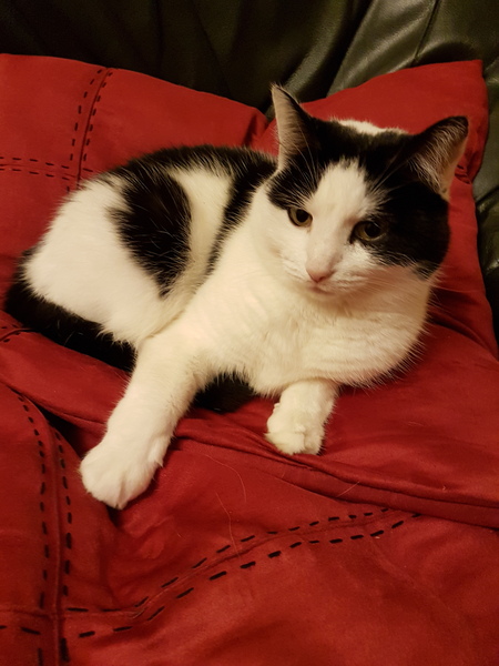 A cat has been on doorstep for over 3 hours crying.