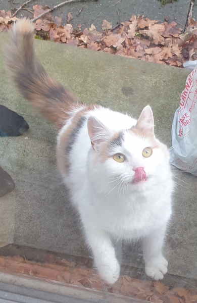 A cat has been on doorstep for over 3 hours crying.