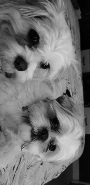 Whose dog is the cutest?