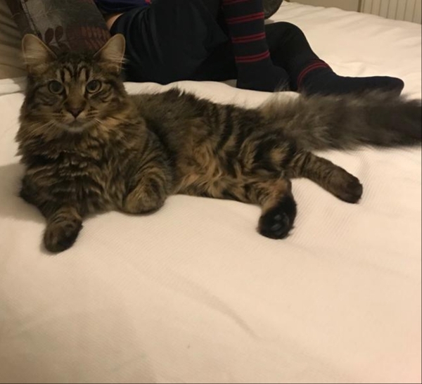 What breed could my cat be?