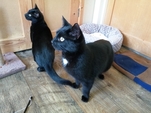 Please help rename our two rescue cats