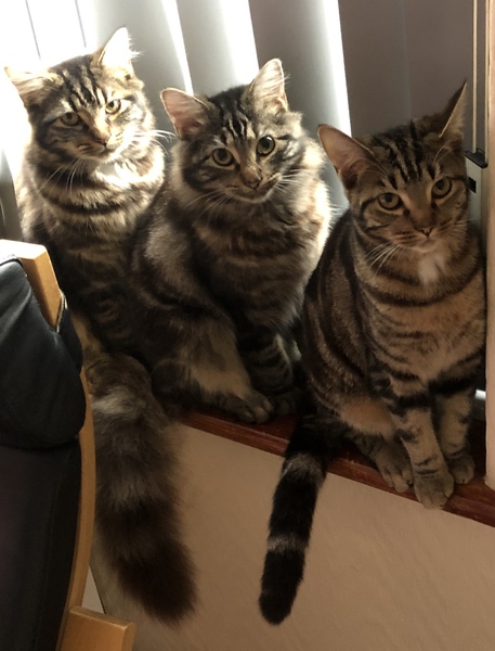 How many cats is too many?
