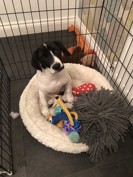 In work and pup’s home alone-I’m so anxious!