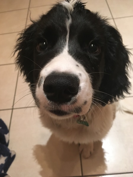 Whose dog is the cutest?