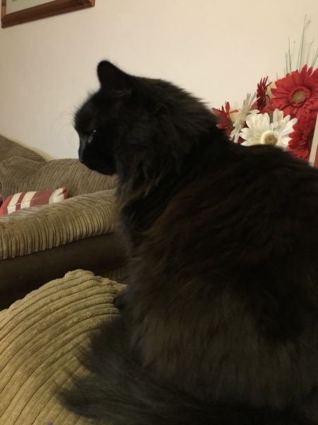 Cat chat - The Ollie and Paws show, with extra Little K drama