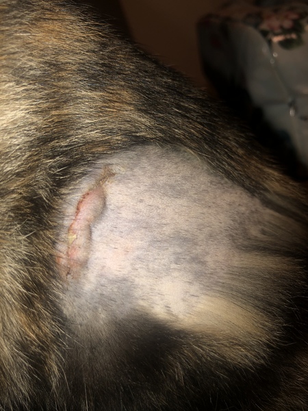 Does this look like it’s healing?