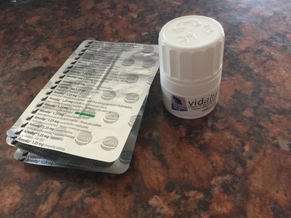 Anyone’s Cat on Vidalta 10mg or Amodip 1.25mg?